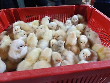 Cücələr: Salam herkese bayraminiz mubarek _xarkov qənbəri_ lider55_ sereblis _ — 25