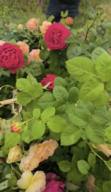 Şitillər: SAQI Gülçülük – Tərtərin ən gözəl gülləri • Öz bağımızda yetişdirilən — 3