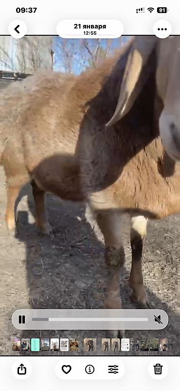 Баран, овца: Продаю | Баран (самец) | Арашан — 7