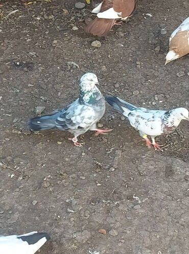 той пудель баку: Hazır cüt göy çillər satılır maya oynaqdı hər ikisi yaxşı uçası