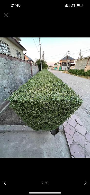 Дворники, садовники: 🌱Я Садовник Стрижка Живой изгородь,самшит,Туи,хвойные растения, Я — 2