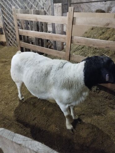 Бараны, овцы: Продаю | Баран (самец) | Для разведения | Племенные — 12