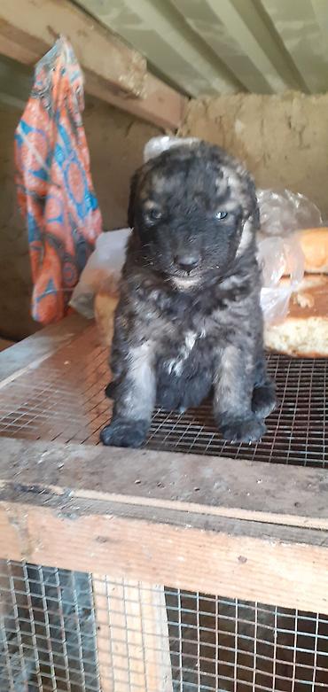 İtlər: Alman çoban iti, 1 ay — 13