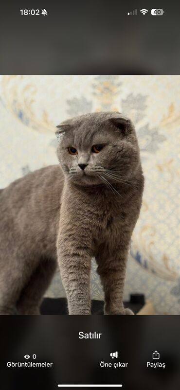 Шиншилла, Самка, В добрые руки