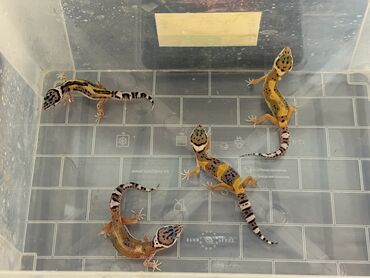 американский плоскоухий членистоногий когтеступ: Leopard gecko
