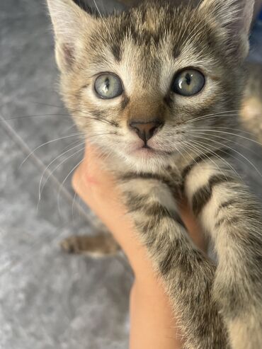 отдам кота я его боюсь: Кошка даром: Беспородная, 2 месяца, Девочка, Приучена к лотку