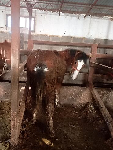 Лошади, кони: Продаю | Жеребенок | Для разведения | Племенные — 9