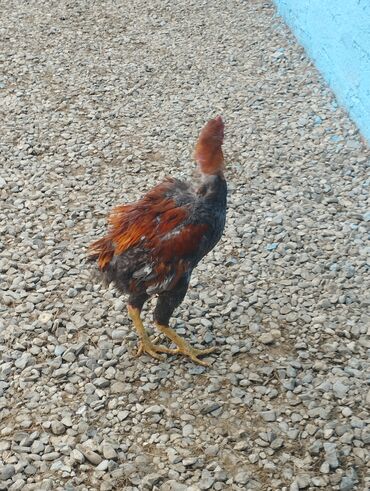 Xoruzlar: Aseel tipli uzunayaqlı cücərti/ceylək xoruz - Uzun və güclü sarı — 3