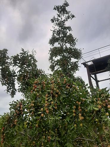 limon ağaçı: İydə və innab tingləri .Ünvan Bilgəh.Razılaşma yolu ilə.Ağacların — 9