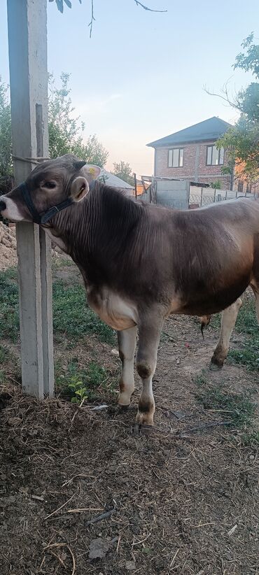 кальций для животных: Бычки швицы 5-6 мес. Парода бурые