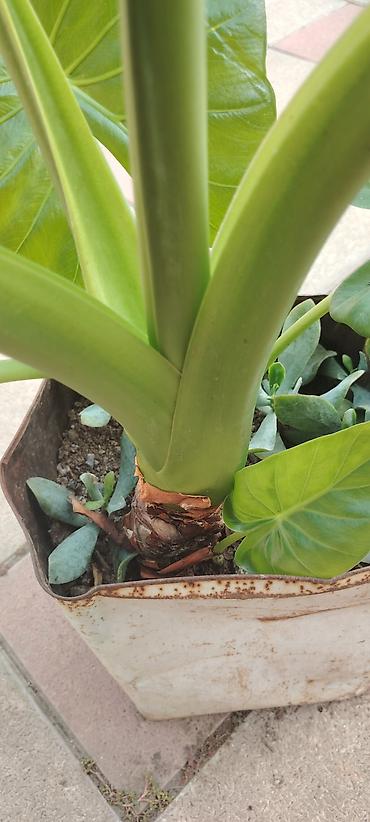 ev bitkisi: Bitki: Alocasia (Fil qulağı) Təsvir: - Böyük, parlaq yaşıl — 3