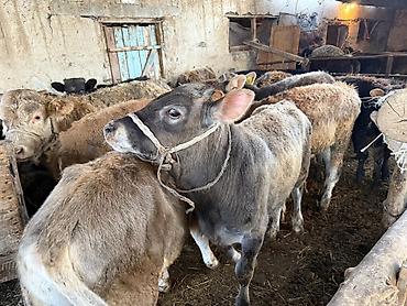 Коровы, быки: Продаю | Бык (самец), Тёлка | Для разведения | Привязанные — 8