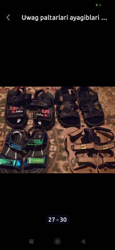 Pişiklər: Amerikan Shorthair, Erkək, Ünvandan götürmə — 4