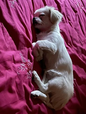 sort itlər: Pekines, 7 ay, Dişi, Peyvəndli, Ünvandan götürmə, Ödənişli çatdırılma — 2