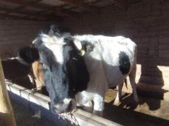 эркек ит: Продаю | Корова (самка) | Голштин | На откорм, Для молока | Привязанные