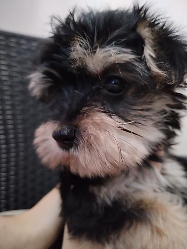 Dogs: MORKI Štene mini rase staro 7 nedelja (ocisceno pd parazita dok vama — 6