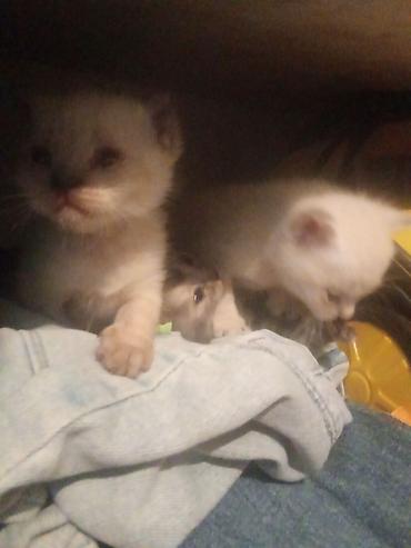 Продажа кошек: Котята с голубыми глазами - Помёт из нескольких котят: светлые — 11