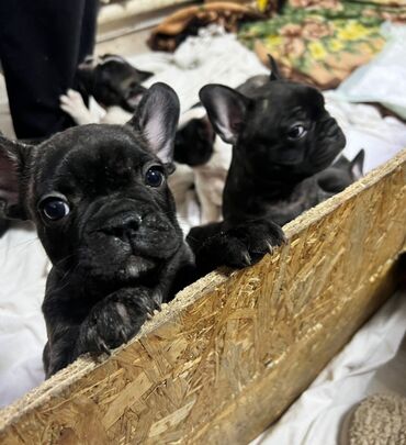 Собаки: Продаются щенки французского бульдога щенкам 45 дней