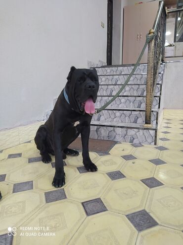 pitbull iti qiymeti: Kane-Korso, 1 ay, Erkek