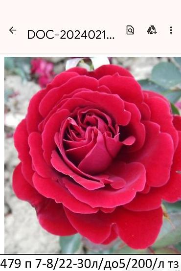 Садовые цветы и кустарники: Корни роз - Крупноцветковая чайно-гибридная роза с — 7