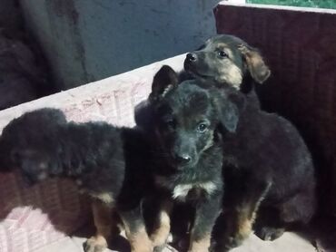 купить лежак для собаки: Авчарка шенок 1мец радитили чистый прошу 3000сом