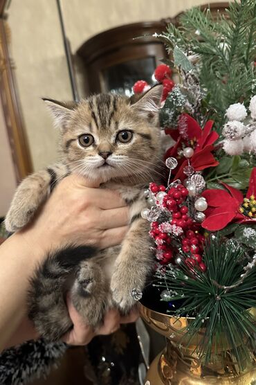 Pişiklər: Şotland — 5