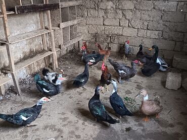 Ördəklər: Satılır: ördək və toyuq/quzuqoyun qarışıq həyət quşları - Növlər — 7