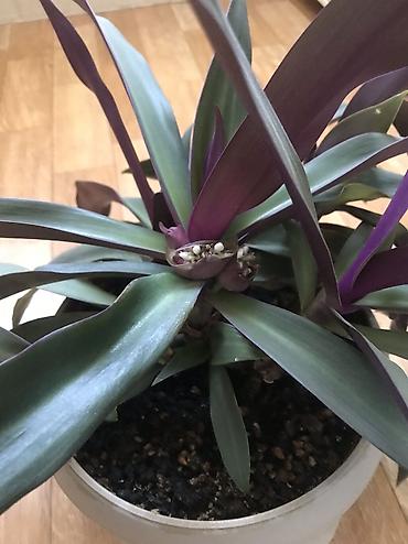 Традесканции: Традесканция ситара (Rhoeo spathacea, синоним Tradescantia spathacea) — 1