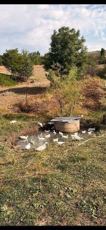 ev heyvanlarının satışı: Ağ ördək sürüsü satılır. - Növ: Ağ yerli/peykin ördəklər 2ay 6günlük — 1