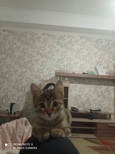шиншилла британская кошка цена: Кошка даром: Беспородная, 7 месяцев, Девочка, Кастрирована, Приучена к лотку, Проглистована