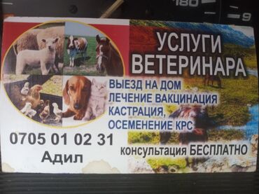 ветеринария бишкек: Услуги ветеринара по Чуйскому району, только звонить !