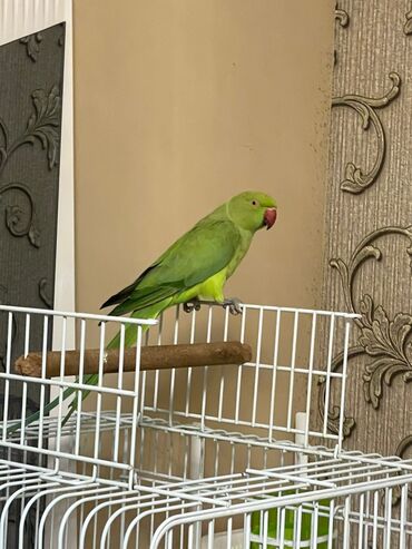 Tutuquşları: Ojerelya Arjelya Ajarelya Ojeralya Tutuquşu Yaşıl Pakıstan Tutuquşu — 4