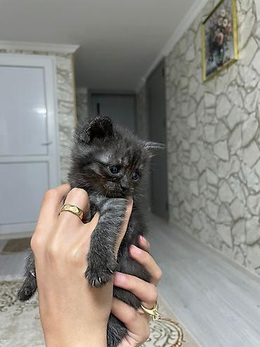 Pişiklər: Ev pişiyi balaları – ev şəraitində böyüdülmüş - Cins: ev pişiyi (qısa — 5