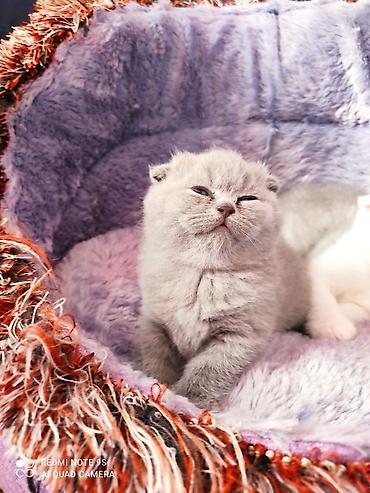 labrador satılır: Şotland yastı qulaq, Erkək, Dişi, Ünvandan götürmə — 6