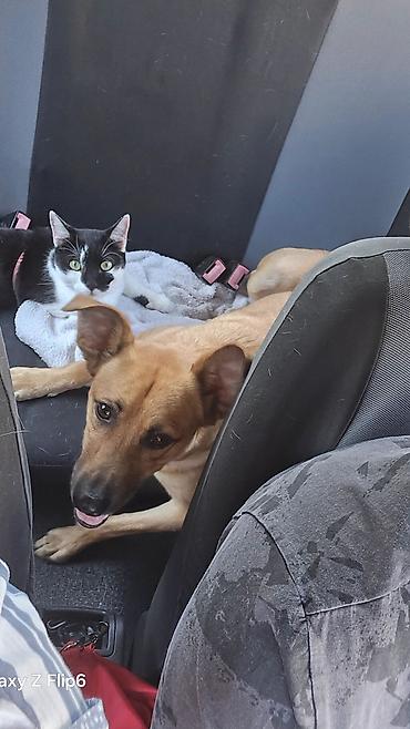 mačka prodaja: Pet shop “Maza & Nera” – sve za ljubimce na jednom mestu Pored — 2