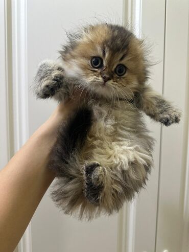 Pişiklər: Britan, Dişi — 4