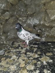 Göyərçinlər: Satlìr əbreşle əbreş cütt — 2