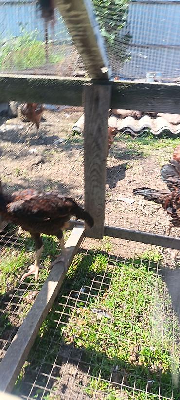 Cücələr: Toyuq cücələri, Damazlıq — 8