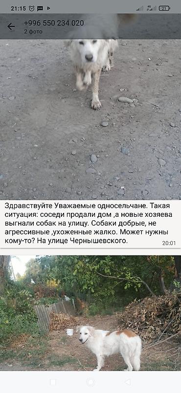 хвостики: Отдам добрых собак в хорошие руки. Описание: - Домашние, ухоженные — 1