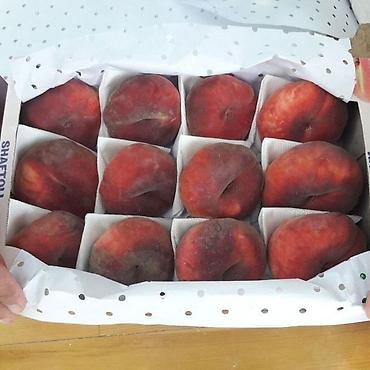 Другие фруктовые и ягодные растения: Саженцы плодовых деревьев — ассортимент для домашнего сада — 7