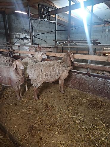 Баран, овца: Продаю | Овца (самка) | Арашан | Для разведения at lalafo.kg — 2 Баран, овца: Продаю | Овца (самка) | Арашан | Для разведения — 2