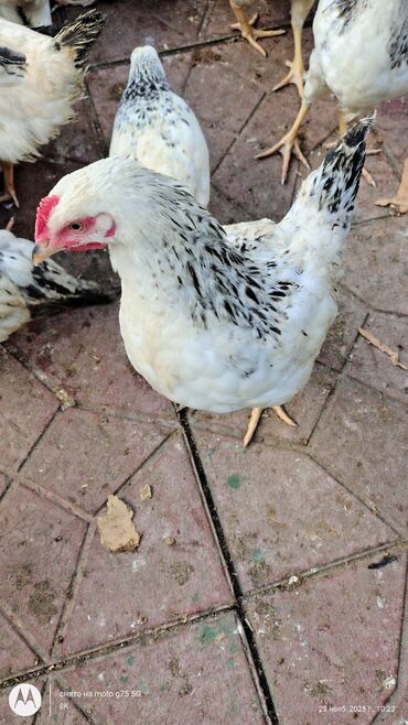 Cücələr: Toyuq cücələri, Damazlıq — 7