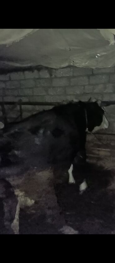 Inəklər, öküzlər: Dişi, il: 3, Ətlik, Ünvandan götürmə — 2