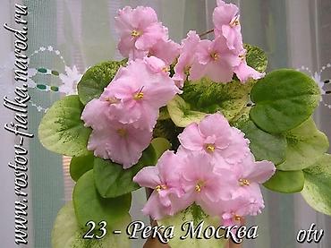 Фиалки и глоксинии: 🌱🌺🌱 Продаю сортовые ДЕТКИ,СТАРТЕРЫ стандартных, трейлерныхмини и — 14