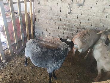 goat: Продаю | Ягненок | Для разведения — 9