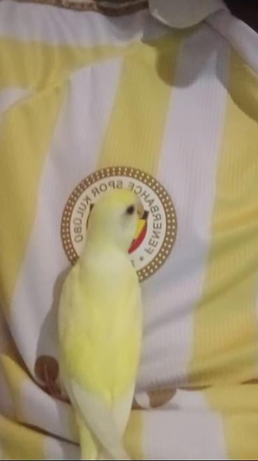 at satilir: Bala Məhəbbət Quşu Satılır. 2 aylıq və tam sağlam erkək quşdur. Ələ — 1