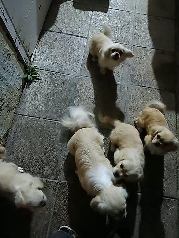 i̇t sahibləndirilir: Pekines — 1