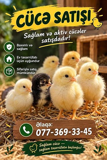 Toyuq cücələri, Ətlik