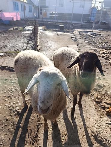 Баран, овца: Продаю | Овца (самка) | Полукровка | Для разведения — 4