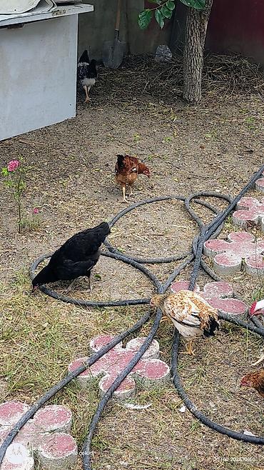 cins xoruz harda banliyar: Cücələr – qarışıq yerli yumurtacı xəttlər - Fotoşəkillərdə görünən ev — 4